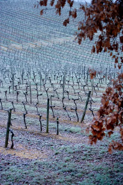 Agricultura Vinhas Inverno Cultivo Vinho — Fotografia de Stock