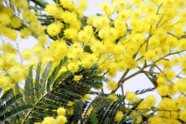 Yellow Mimosa Flowers Bloom — Stock Photo, Image
