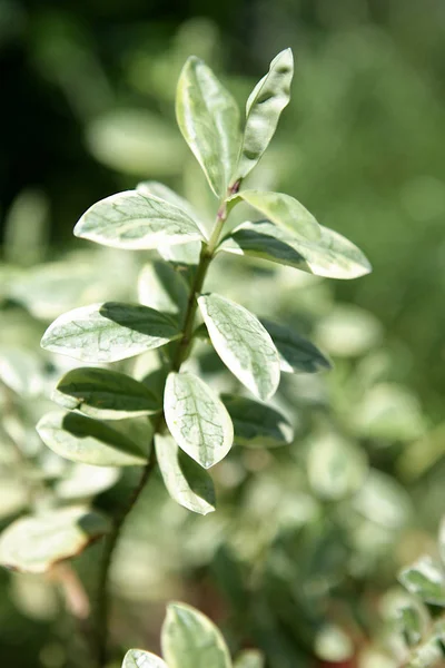 Liście Zielone Flora Botaniczna — Zdjęcie stockowe