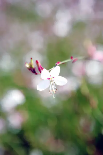 白い花の花びら自然界の植物 — ストック写真