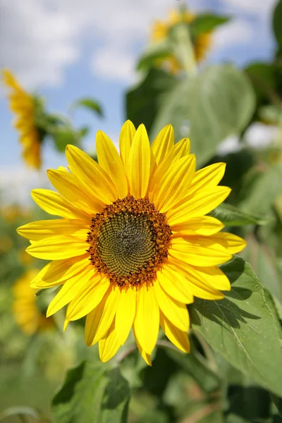 Tournesol Vue Rapprochée — Photo