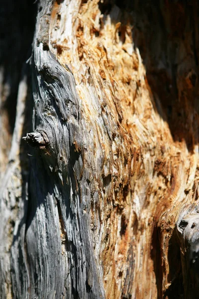 Detalhe Tronco Árvore — Fotografia de Stock