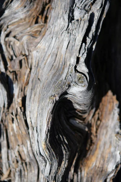 Detail Kmene Stromu — Stock fotografie