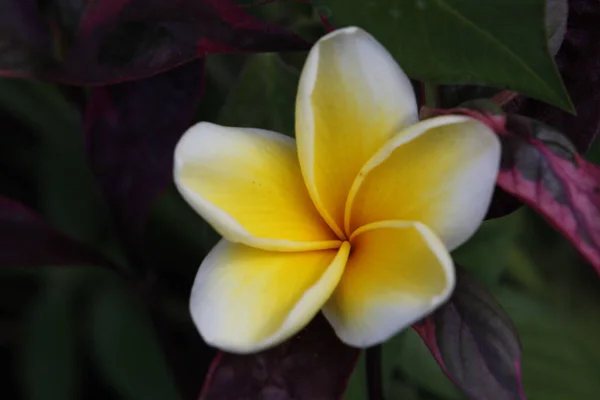 フランジパニ プルメリアの花びら — ストック写真