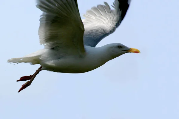 Vacker Utsikt Över Vackra Måsfåglar Naturen — Stockfoto