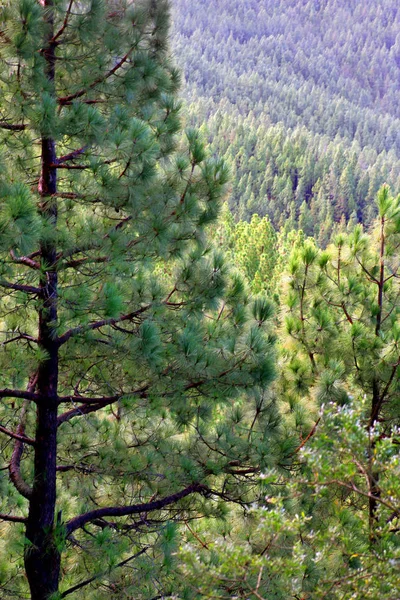 Vista Una Foresta Ambiente Montano — Foto Stock