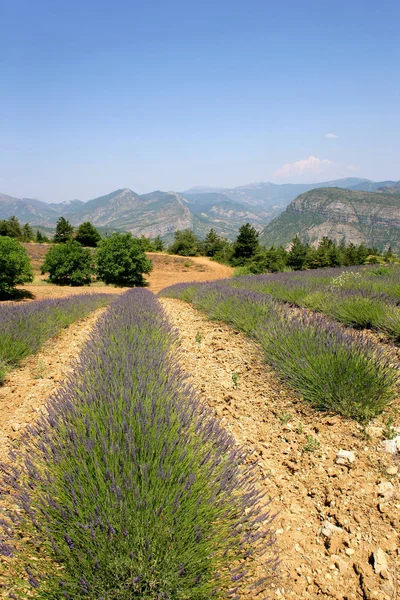 Lila Blommor Lavendel Arkiverad — Stockfoto