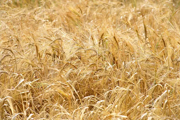 Vista Del Campo Cerealicolo — Foto Stock