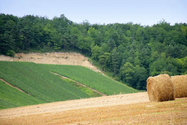 Mezőgazdasági Élelmiszeripar — Stock Fotó