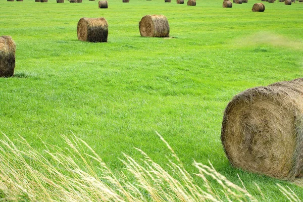 Mezőgazdasági Élelmiszeripar — Stock Fotó