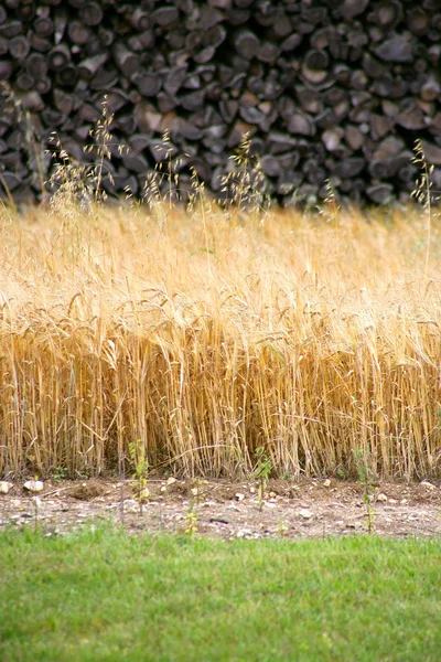 Industrias Agrícolas Alimentarias — Foto de Stock