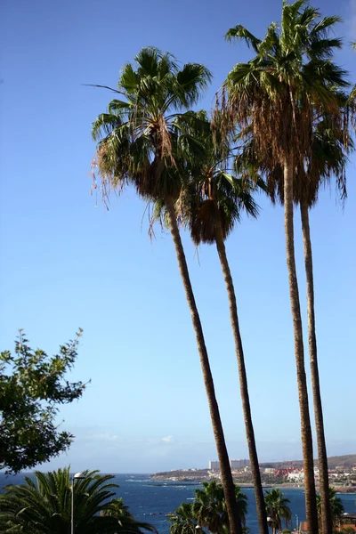 Palm Las Americas Tenerife Španělsko — Stock fotografie
