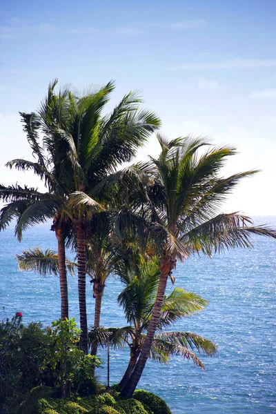 Palmy Nabrzeżu — Zdjęcie stockowe