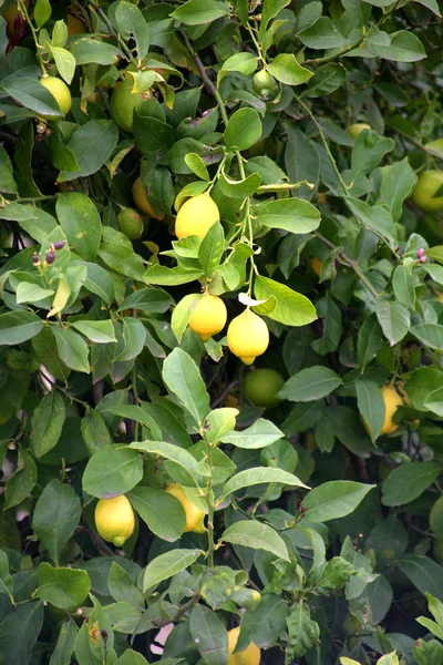 Fondo Limonero Concepto Agrícola — Foto de Stock