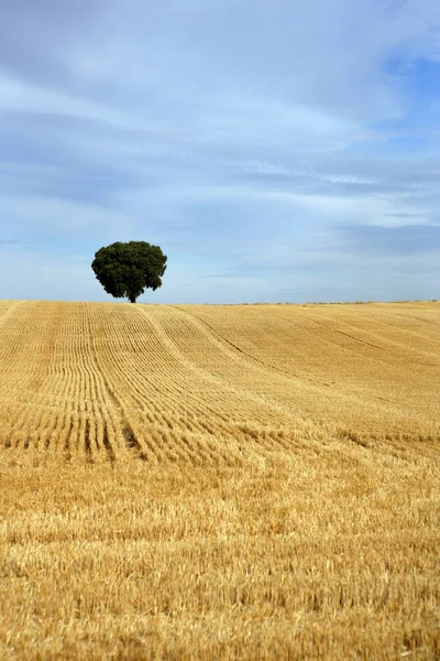 Agricultură Rurală Câmp Grâu — Fotografie, imagine de stoc