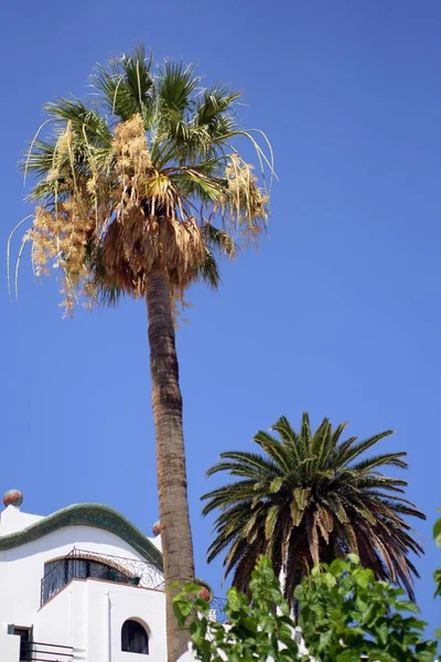 房子附近的棕榈树 — 图库照片