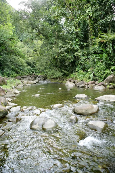 Rio Montanha Floresta — Fotografia de Stock