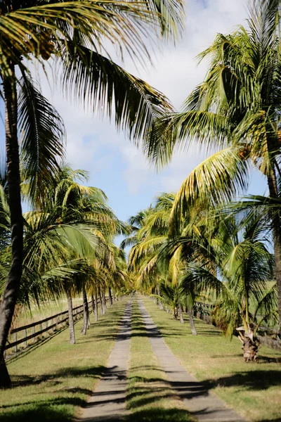 Дорога Пальмы Гваделупа — стоковое фото
