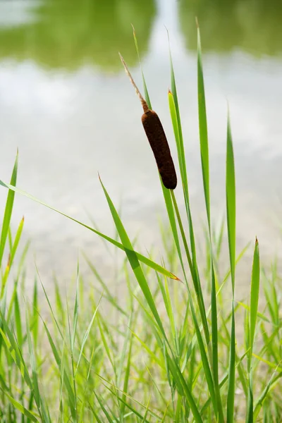 Planta Aquática Chamada Cattails — Fotografia de Stock