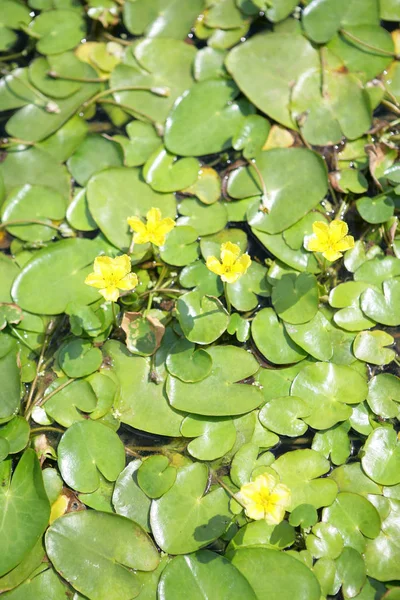 Waterlily Lagoa Pétalas Flores Lótus — Fotografia de Stock