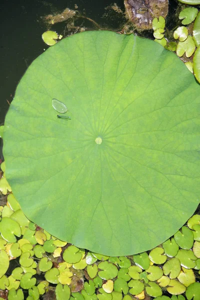 Vue Rapprochée Belle Nénuphar — Photo