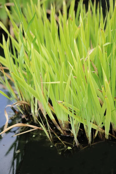 Plantas Aquáticas Água Limpa Dos Carteiros — Fotografia de Stock