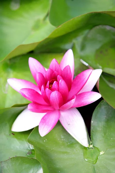 Цветок Лилии Цветок Лотоса — стоковое фото