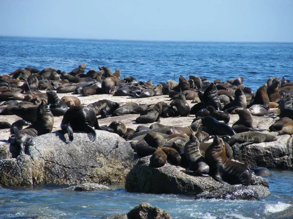 Sudáfrica Bahía Hout Isla Focas — Foto de Stock