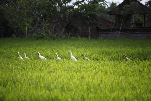 Enten Inmitten Von Reisfeldern — Stockfoto