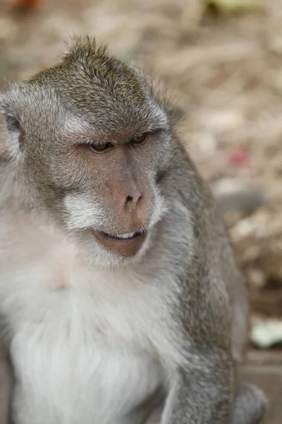 Macaque Caranguejo Comer Bali — Fotografia de Stock