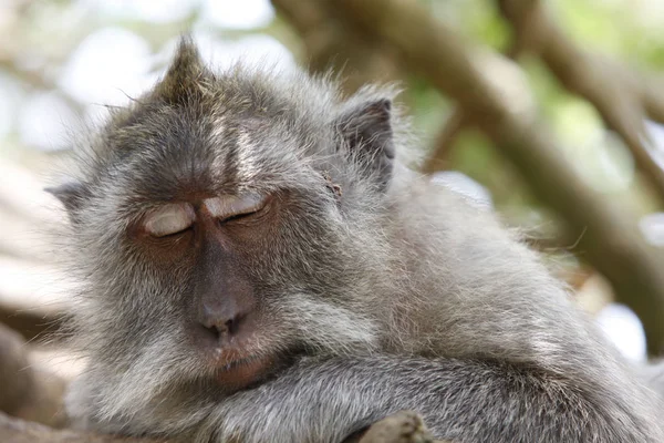 Macaque Comida Artesanal Bali — Foto de Stock