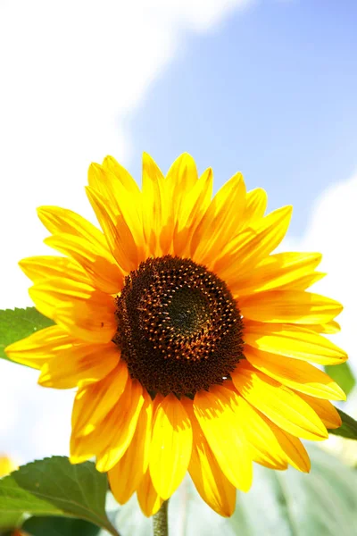 Sunflower Close View Stock Picture