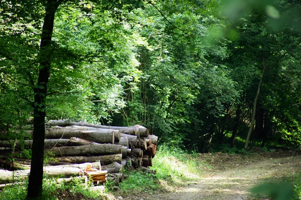 Log Forest Meuse Lorraine — Φωτογραφία Αρχείου