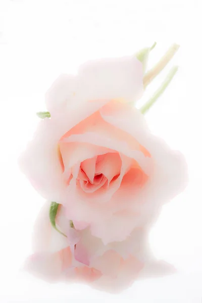 Petali Bocciolo Fiore Rosa — Foto Stock