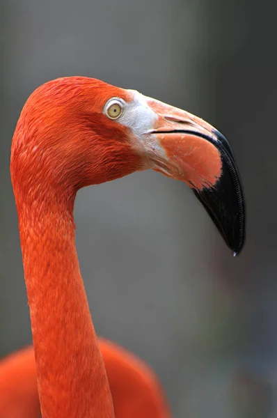 Мальовничий Вид Красиву Пташку Фламінго Природі — стокове фото