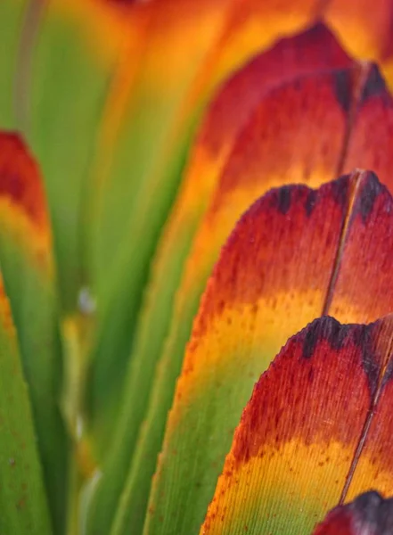 Autumnal Atmosphere Selective Focus — Stock Photo, Image