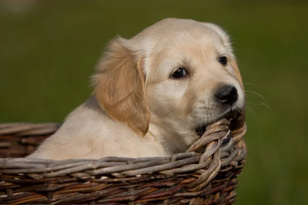 Potret Anjing Yang Lucu — Stok Foto