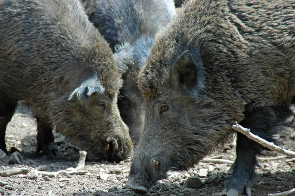 Verschiedene Tiere Selektiver Fokus — Stockfoto