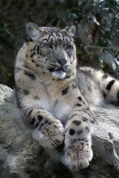 Chat Guépard Animal Léopard — Photo