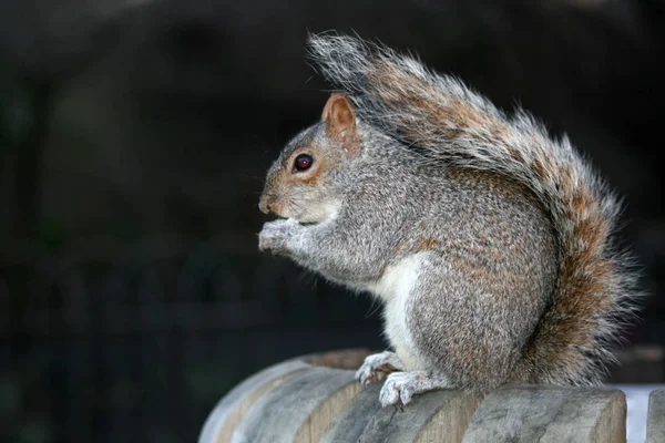 Eekhoorndier Pluizig Knaagdier — Stockfoto