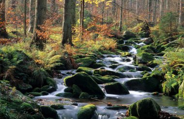 kleine ohe bavarian forest national park clipart