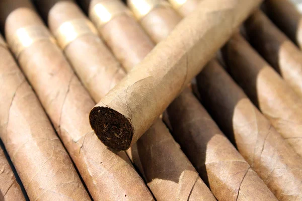 Closeup View Premium Cigars — Stock Photo, Image