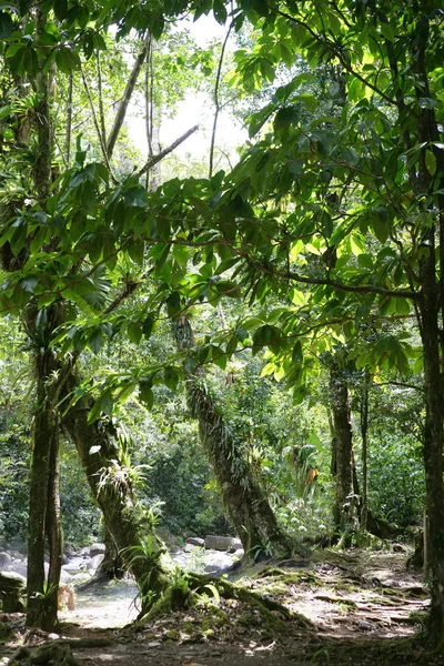 Тропический Лес Природа Зеленые Деревья Листва — стоковое фото