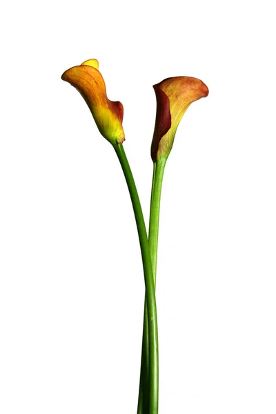 Különböző Virágok Szelektív Fókusz — Stock Fotó
