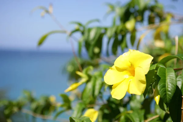 Żółte Płatki Kwiatów Flora Liście — Zdjęcie stockowe