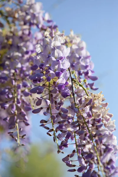 Flores Roxas Lavanda Arquivado — Fotografia de Stock