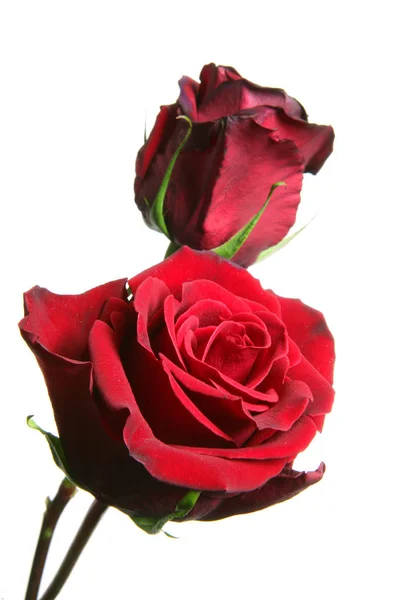 Rosas Rojas Pétalos Flores — Foto de Stock