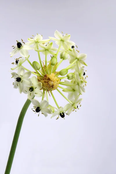 Schöne Blumen Blumiges Konzept Hintergrund — Stockfoto