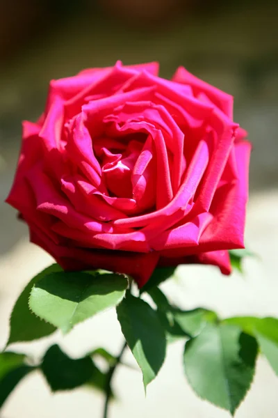 Piękna Różowa Róża Zielonym Tle — Zdjęcie stockowe