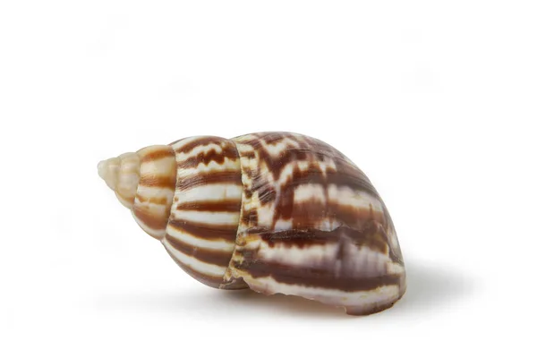 Seashell Białym Tle — Zdjęcie stockowe
